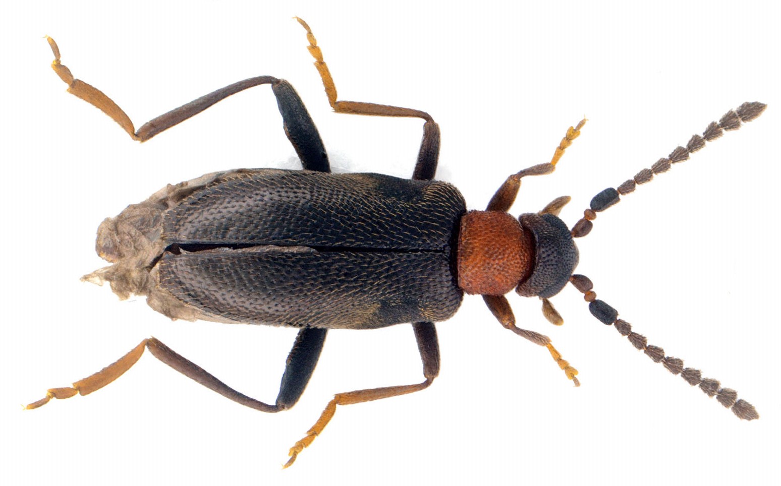 Anidorus sanguinolentus (von Kiesenwetter, 1861)